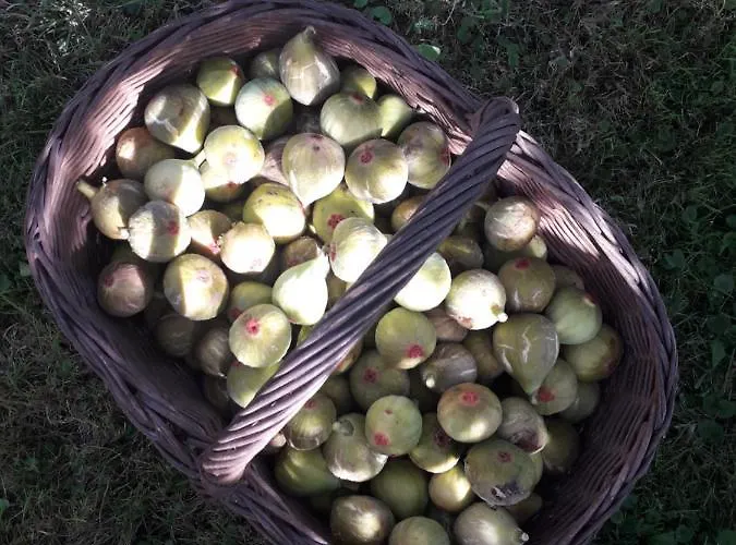 Paca Casa Rural. Arts And Landscape In Asturias