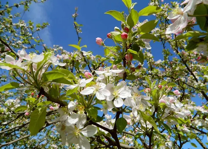 Paca Casa Rural. Arts And Landscape In Asturias * 希洪
