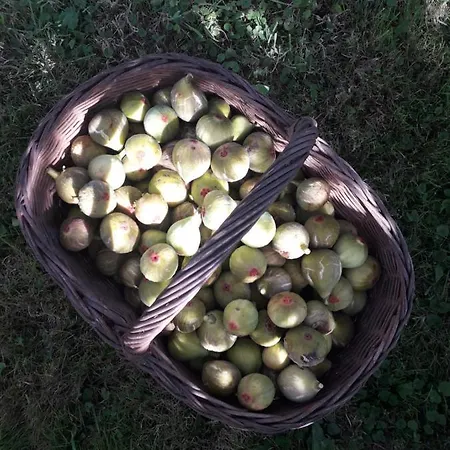 Paca Casa Rural. Arts And Landscape In Asturias