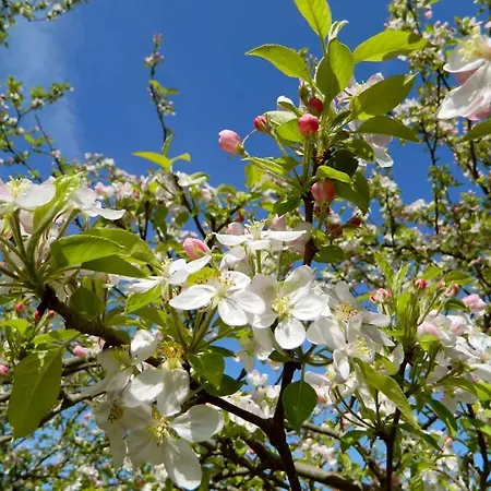 Paca Casa Rural. Arts And Landscape In Asturias * Χιχόν