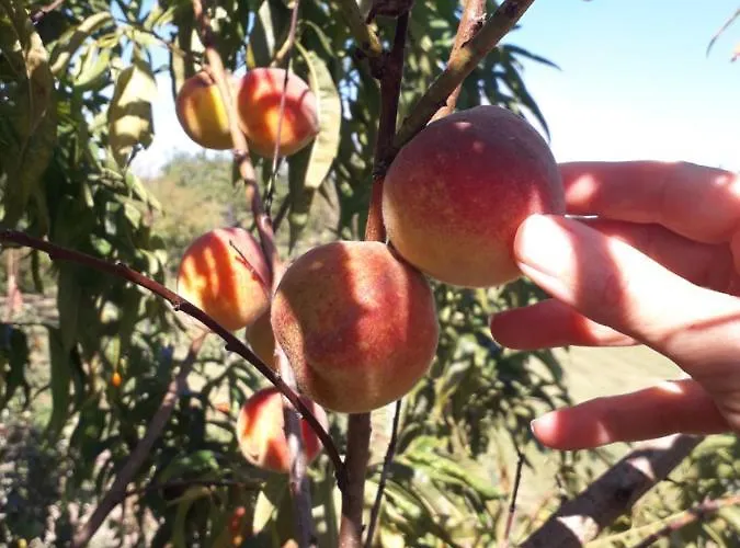 Paca Casa Rural. Arts And Landscape In Asturias Tatil Evi *