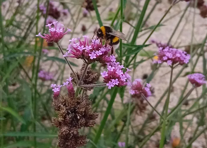 Paca Casa Rural. Arts And Landscape In Asturias Feriehus *